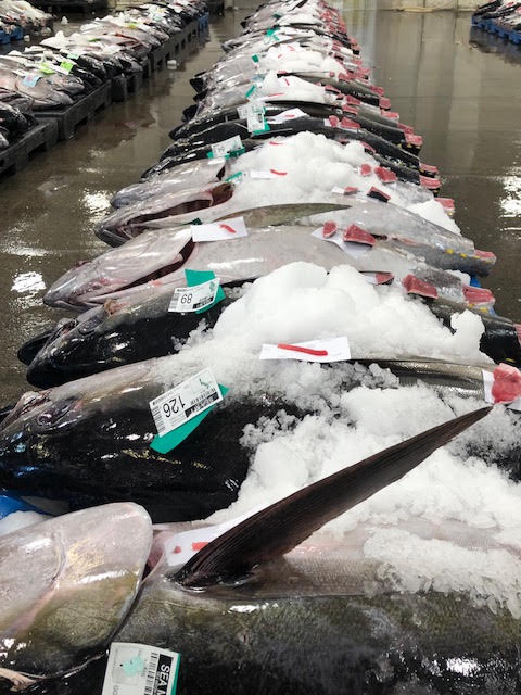 Fresh Hawaiian tuna lined up on ice at the Honolulu fish auction